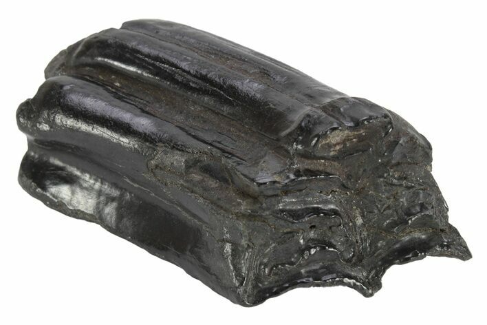 Pleistocene Aged Fossil Horse Tooth - South Carolina #247893